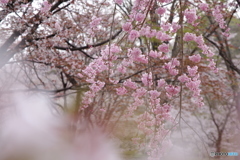 桜川のさくら