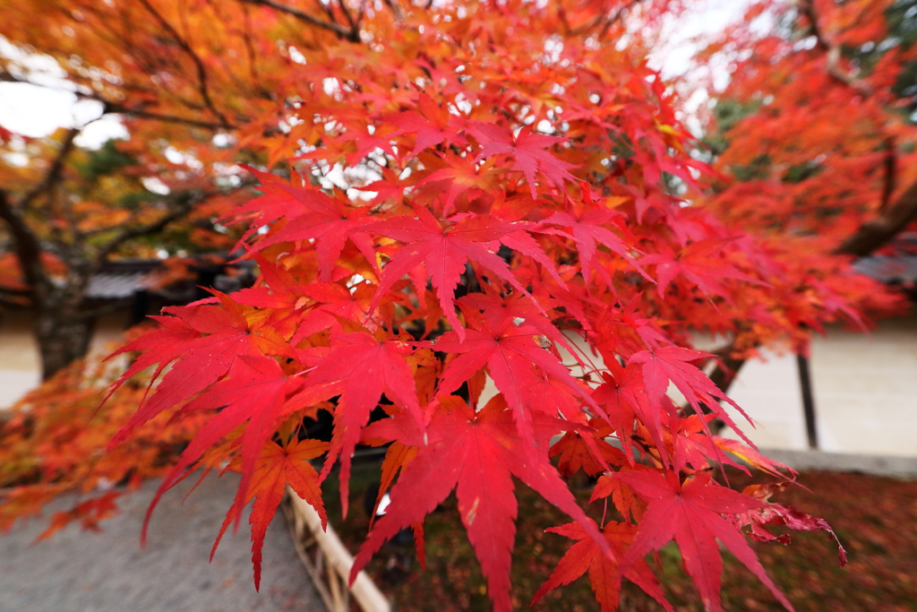CANON EF-S10-22mm F3.5-4.5 USM