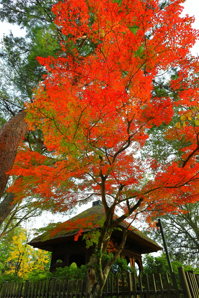 CANON EF20mm F2.8 USM