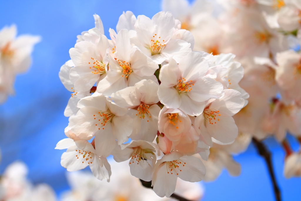CANON EF-S55-250mm F4-5.6 IS STM