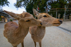 SIGMA 12-24mm F4.5-5.6 II DG HSM