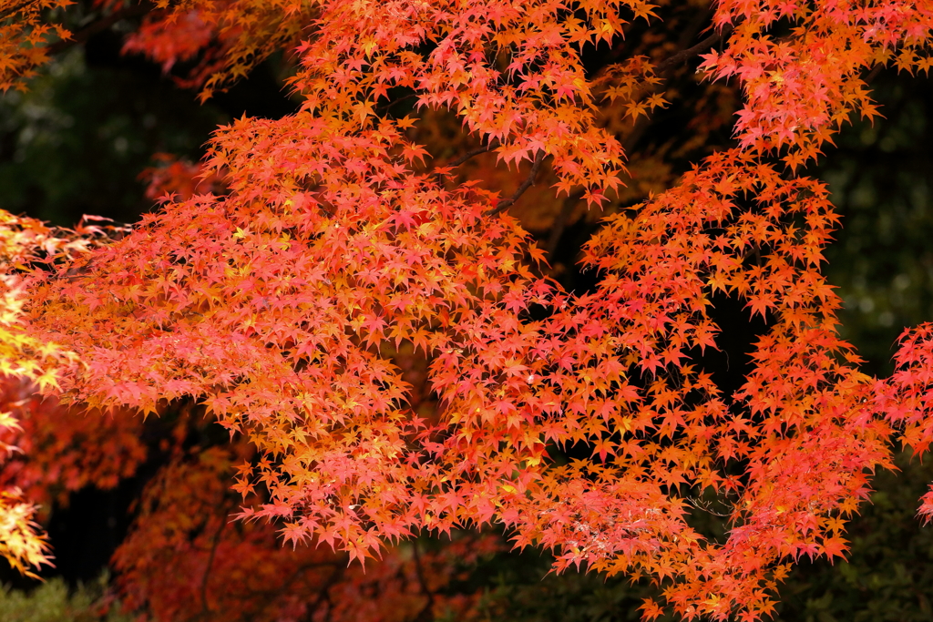 CANON EF70-200mm F4L IS USM