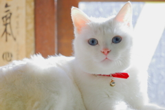 CANON EF100-400mm F4.5-5.6L IS II USM