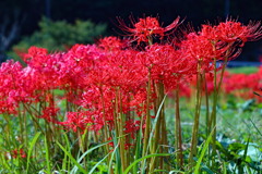 彼岸花は満開・・・