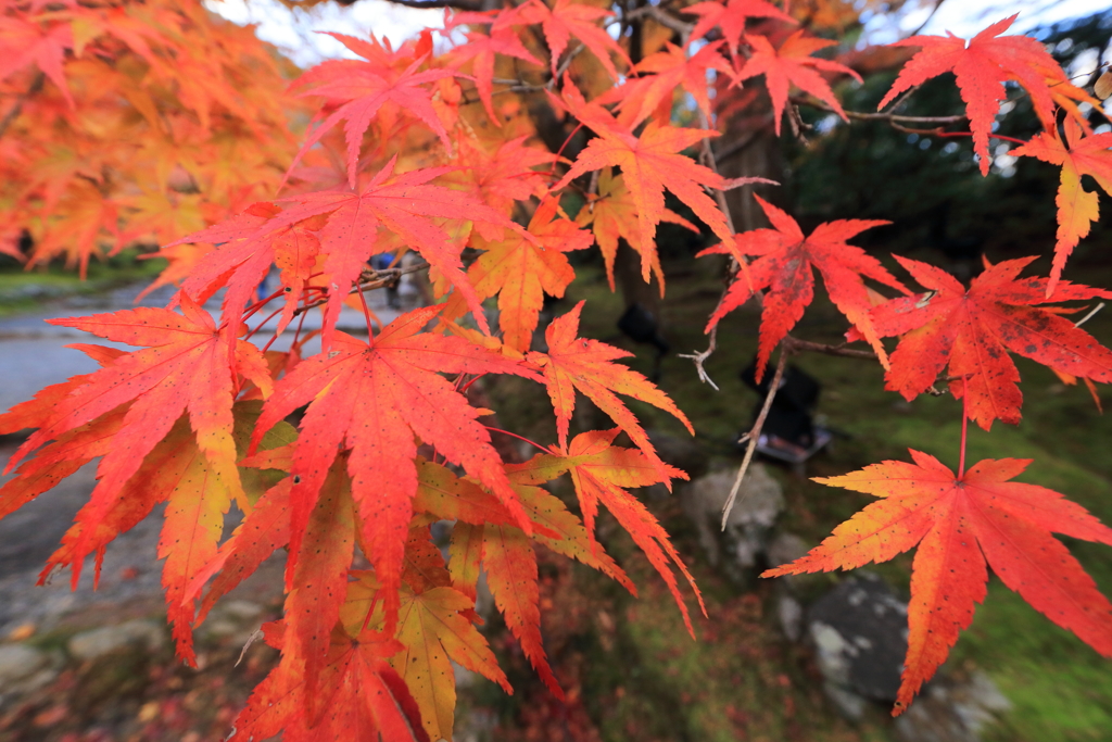 CANON EF-S10-22mm F3.5-4.5 USM