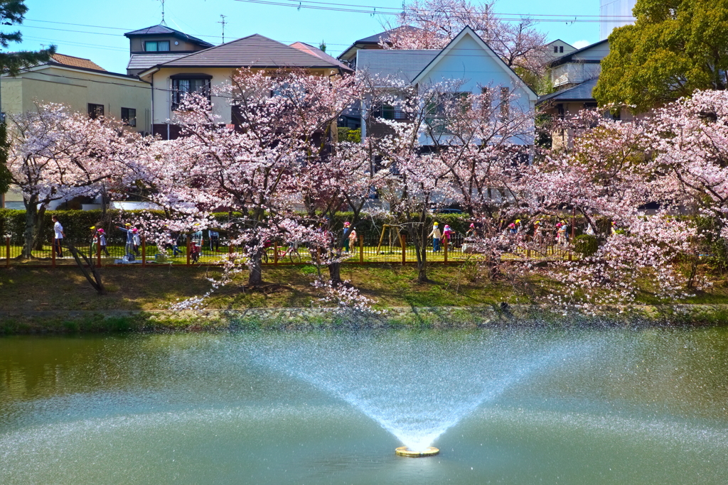 七分咲のお花見は・・・