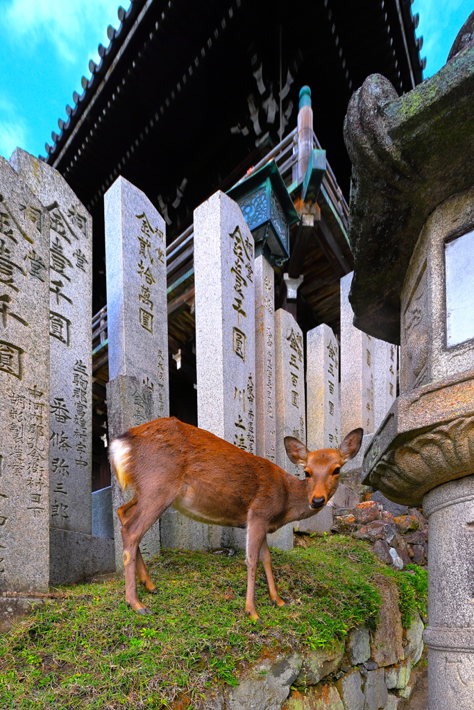 鹿ポートレート・３