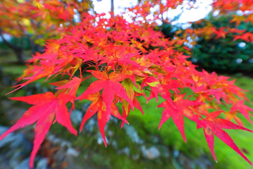 紅葉