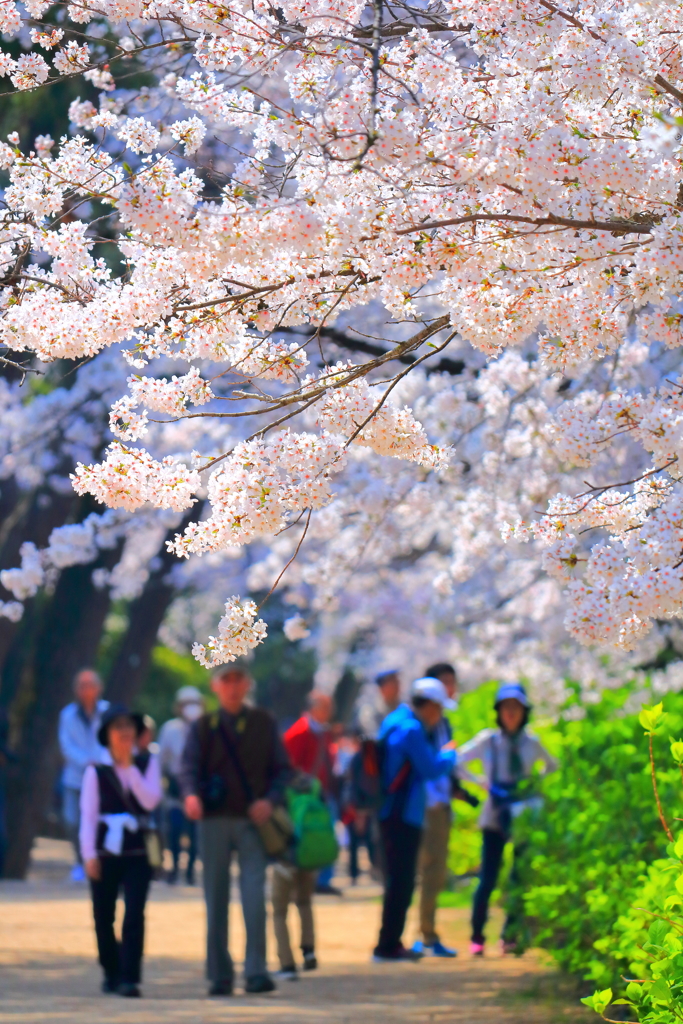 CANON EF-S55-250mm F4-5.6 IS STM