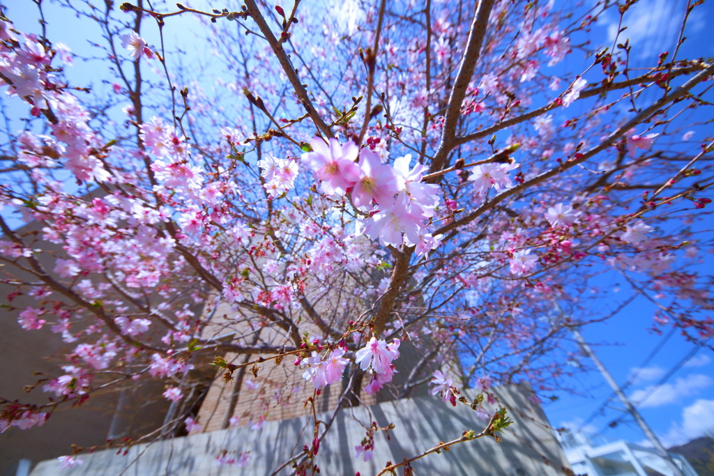 SIGMA 12-24mm F4.5-5.6 II DG HSM