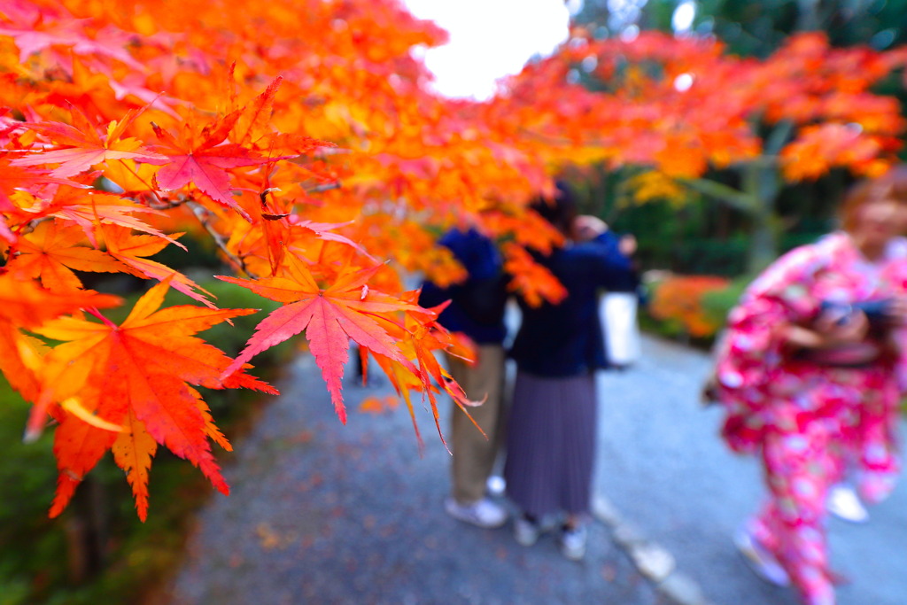 紅葉