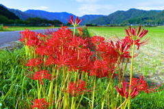 秋空の彼岸花・・・