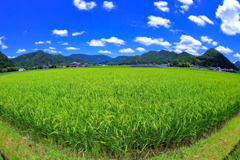 夏雲の下の稲穂・・・