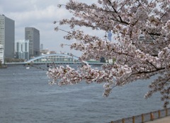 隅田川沿いの桜