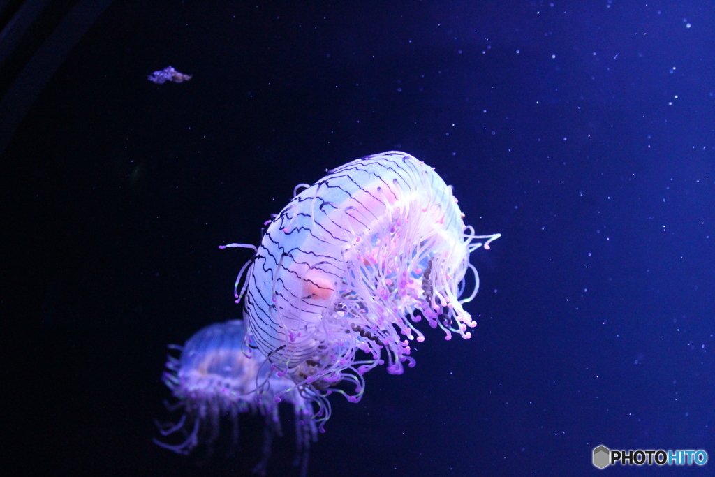 Flower hat jelly
