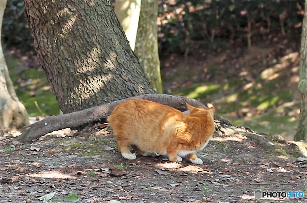 ふかふか