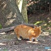 ふかふか
