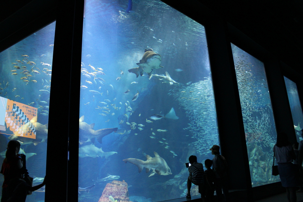 マリンワールド海の中道