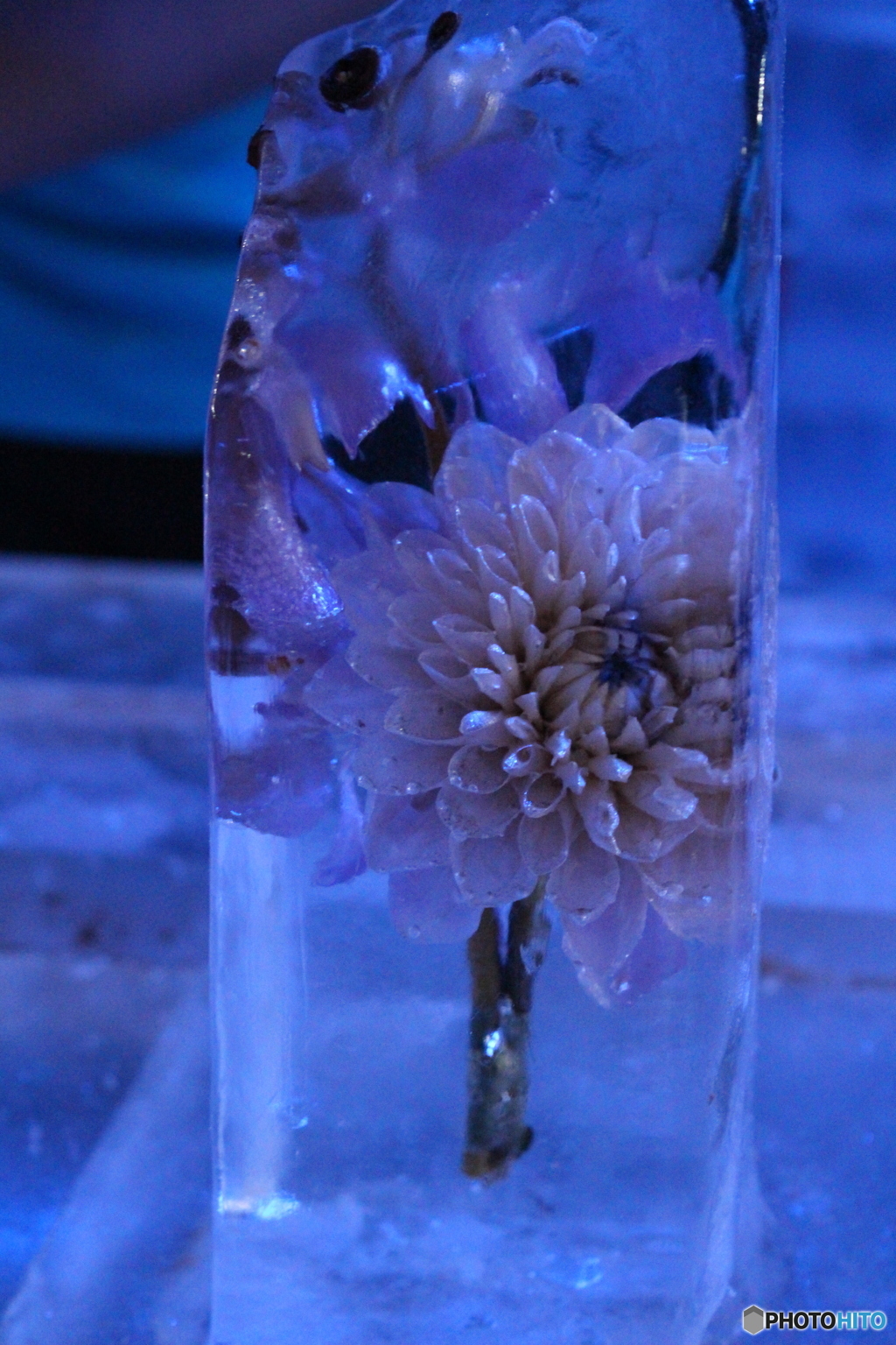 氷柱の花