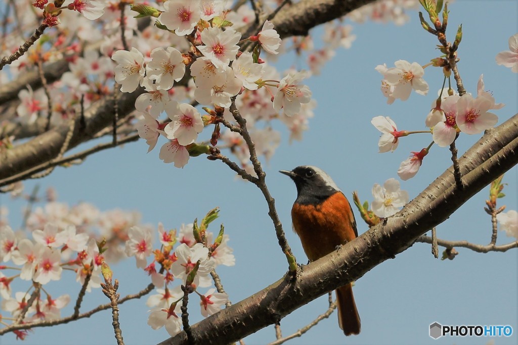 お花見ジョウビタキ