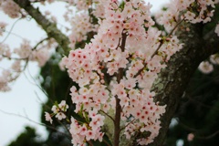 桜の花束を