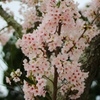 桜の花束を