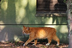 猫の散歩道