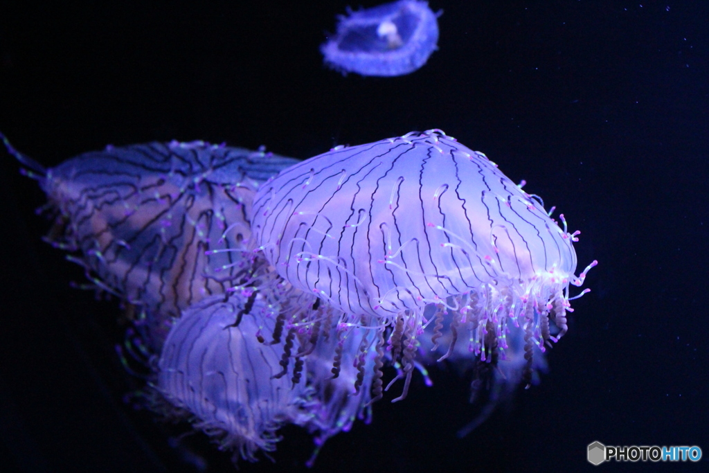 Flower hat jelly 2