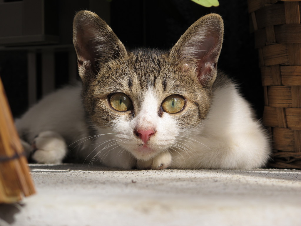 庭に住み着いた猫