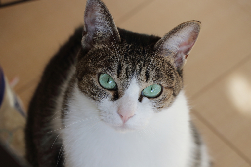 キャッツアイ