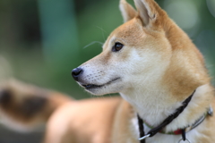 横顔
