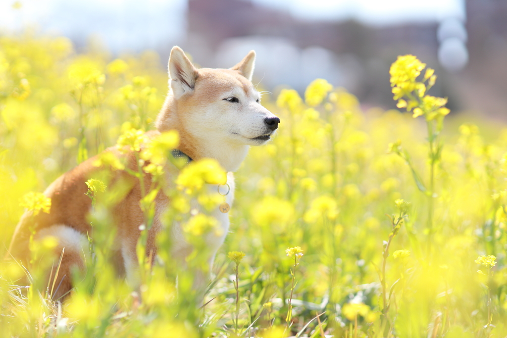 春が来た