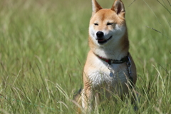 えへへ