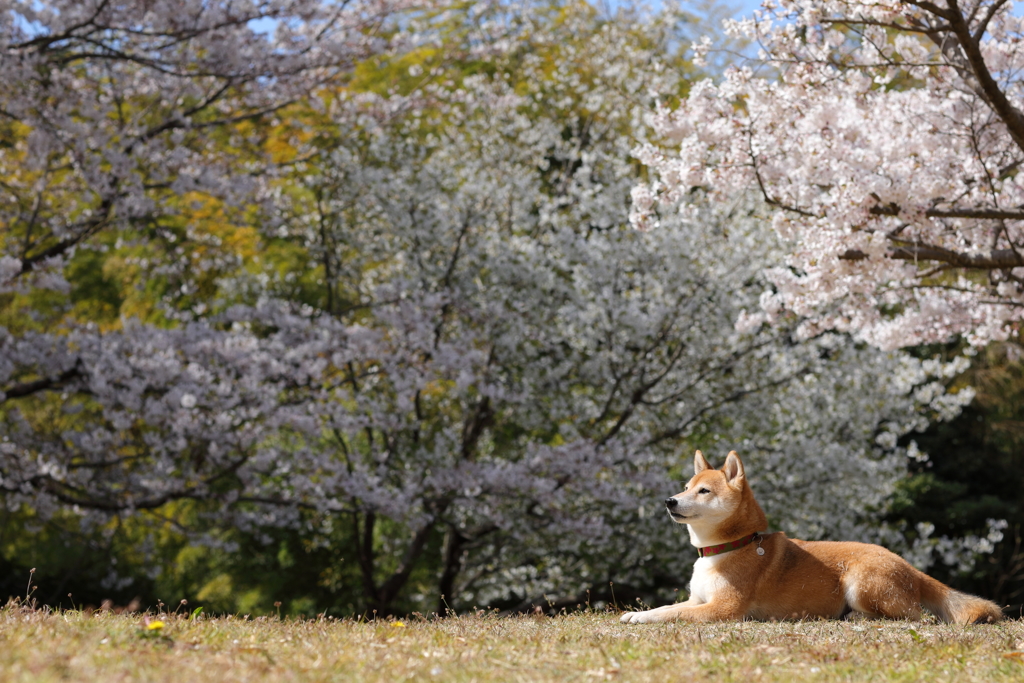 桜と柴犬