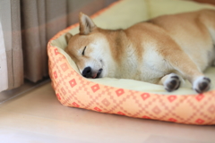 気持ち良さそうな時間