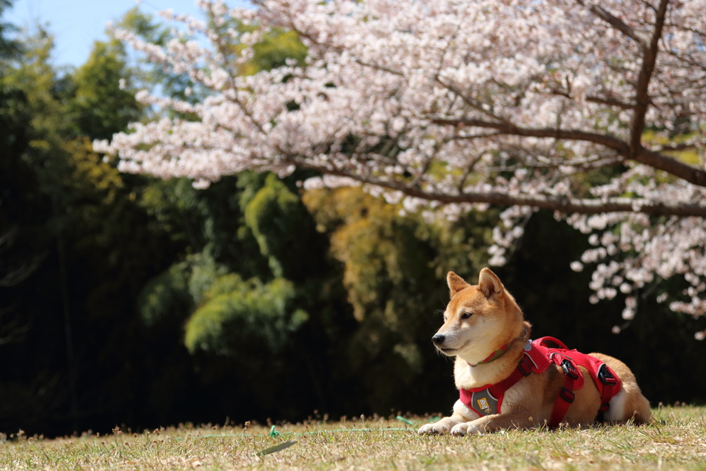 桜の木の下でしとやかに