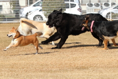 大型犬ばかりの中の柴犬