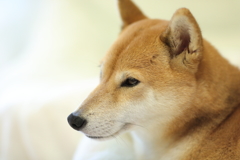 緑っぽい