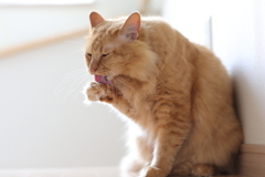 ナメナメ