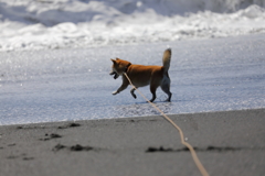 波に向かって喜ぶ柴犬