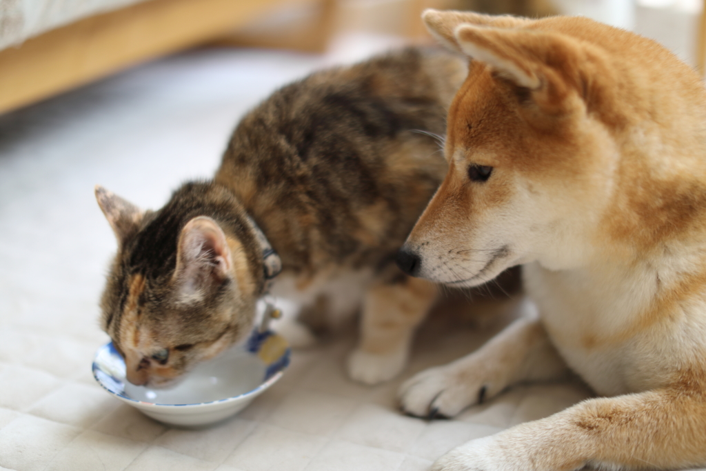 なくなっちゃった…