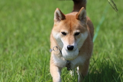 ボール見つけたよ！5