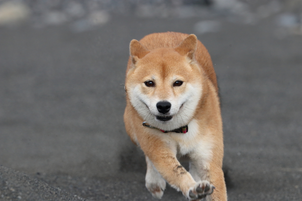 カメラ目線