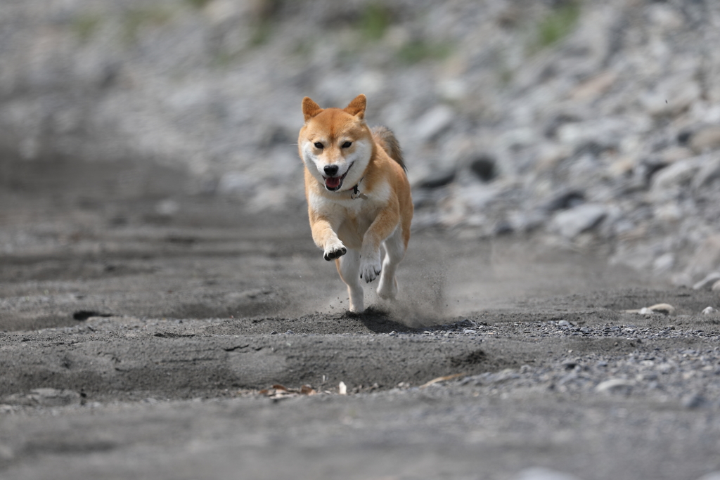 駆ける柴犬1