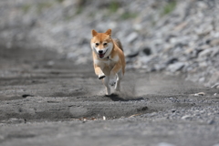 駆ける柴犬1