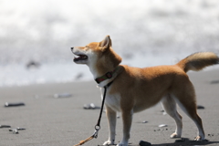 海風を感じて