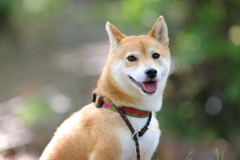 楽しい表情1