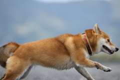 駆ける2