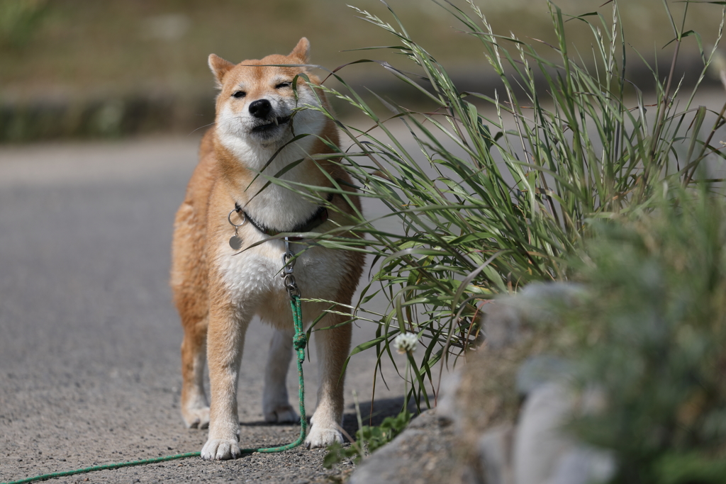 これ美味しくないね…