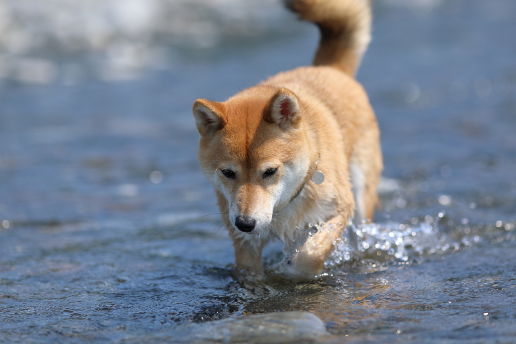 川を散策4